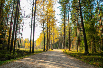 Landscape of an autumn forest with road
