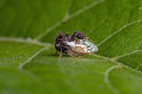 Treehopper Cow Imágenes de Treehopper: descubre bancos de fotos, ilustraciones ...
