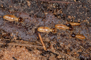 Adult Nasute Termites