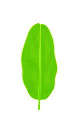 Banana green leaf, tropical plant.