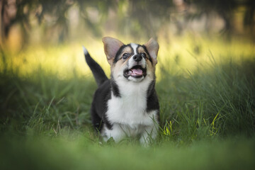 A funny tricolor welsh corgi pembroke puppy running on green grass against the backdrop of a bright summer landscape and the setting sun. Paws in the air. Looking into the camera. The mouth is open.