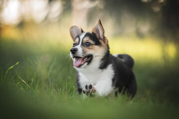 A funny tricolor welsh corgi pembroke puppy running on green grass against the backdrop of a bright summer landscape and the setting sun. Paws in the air. The mouth is open.
