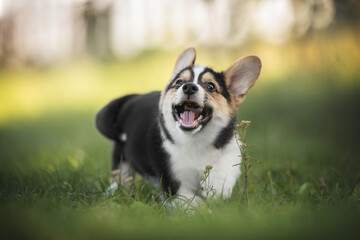 A funny tricolor welsh corgi pembroke puppy running on green grass against the backdrop of a bright summer landscape and the setting sun. Paws in the air. Looking into the camera. The mouth is open.