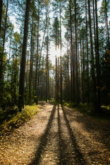 Fototapeta premium Landscape of an autumn forest