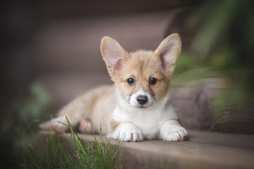 Cute red welsh corgi pembroke puppy lying on the wooden steps of the gazebo among the green bushes and looking directly into the camera