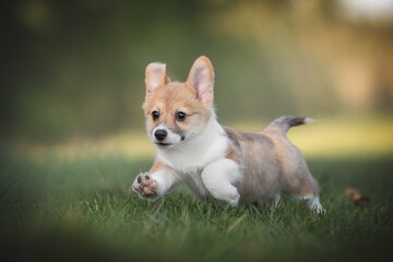 A funny red welsh corgi pembroke puppy running on green grass against the backdrop of a bright summer landscape and the setting sun. Paws in the air