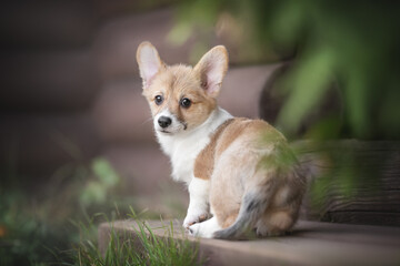 Cute red welsh corgi pembroke puppy sitting on the wooden steps of the gazebo among the green bushes and looking directly into the camera