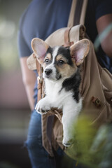 A funny tricolor welsh corgi pembroke puppy siting in a brown fabric and leather backpack hanging on the shoulder of a man in a blue t-shirt against a background of a bright summer landscape