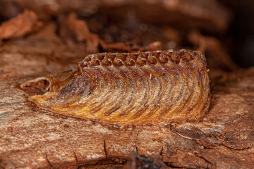 Mantises Egg Case