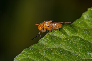 Adult Acalyptrate Fly