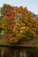 Obraz premium Maple tree of three colors soaking on the bank of a water channel