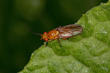 Adult Acalyptrate Fly