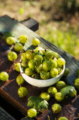 Ripe green sweet gooseberry in garden