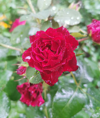 Macro image of red rose with water droplets on the green leaves background