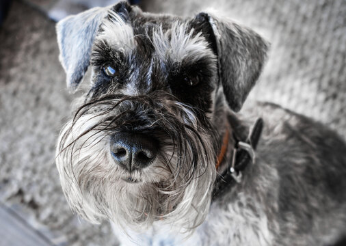 puppy shnauzer with cute eyes will be your faithfull friend