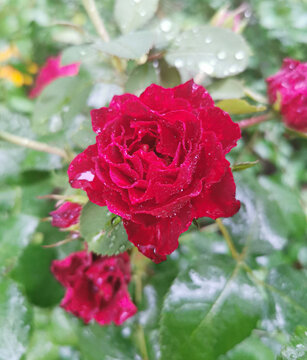 Macro image of red rose with water droplets on the green leaves background