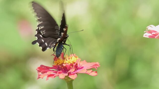 Pipevine Swallowtail butterfly fluttering on a pink Zinnia flower, getting nectar;