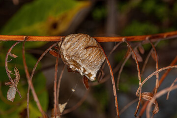 Mantises Egg Case hatched