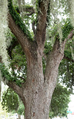 Obraz premium tree in the park