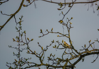 Fototapeta na wymiar a yellow-browed Warbler (Phylloscopus inornatus) adult feeding in a sycamore tree (Acer pseudoplatanus)