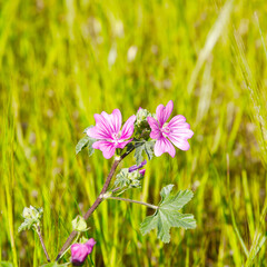 Common Mallow Malva  sylvestris. Pink flower of common mallow on the meadow. Stock Image