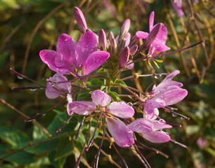 Cleome or also Spider flower. Spider flower with drops of morning dew on the flower in the park. Flat lay, top down view.