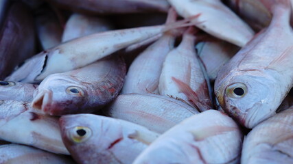 Obraz premium fish at the fisherman's market