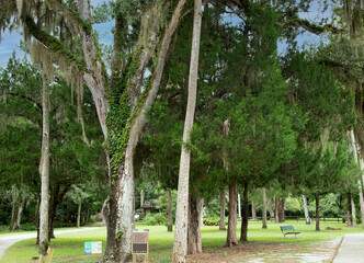 trees in the park