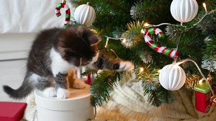 little cute funny kitten cat playing on armchair with christmas decorations at home. High quality 4k footage - Powered by Adobe