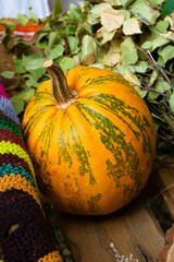 View of a variegated yellow-green pumpkin