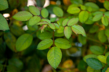 green leaves background
