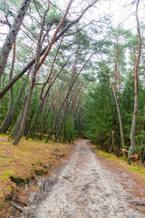 Fototapeta na wymiar Pine forest on the Curonian spit, Kaliningrad region. Russia