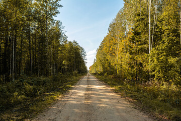 Rural sandy road in the autumn forest. The trees on the roadside are illuminated by bright sunlight. The shady side of the forest.