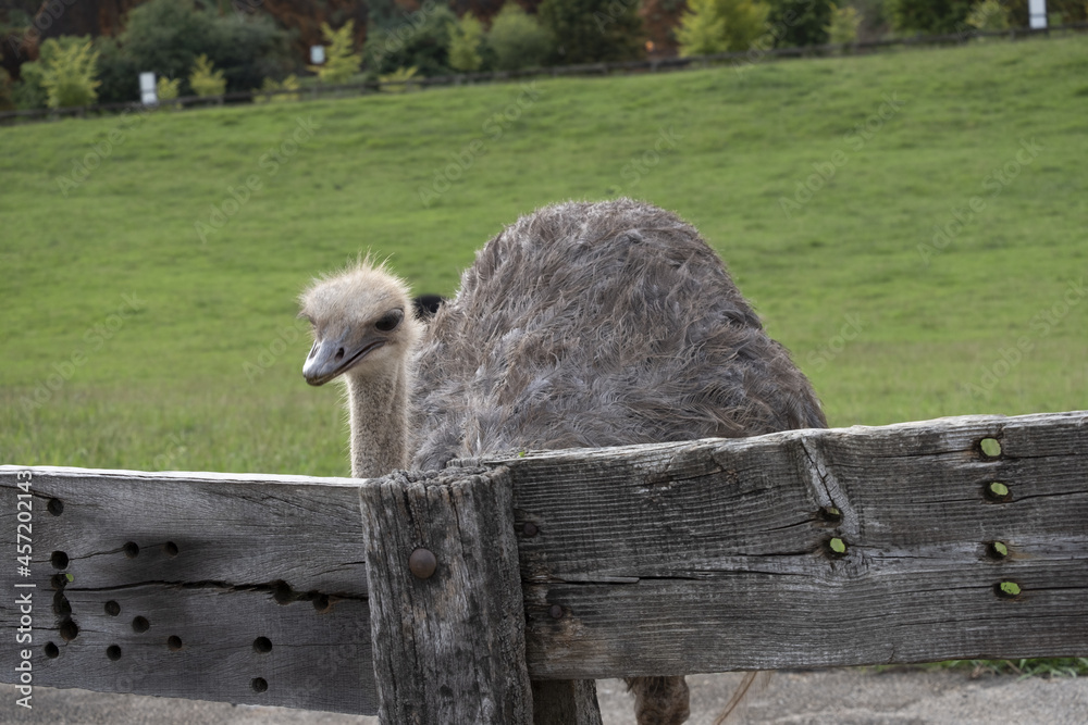 Poster Ostrich behind a wooden fence in Cabarceno Natural Park, Spain