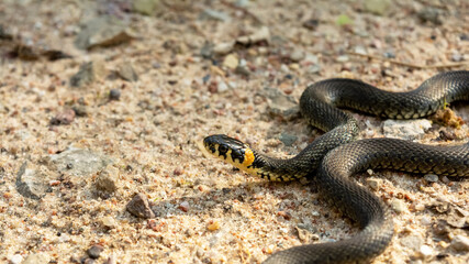 Grass snake in the sand with a sinuous body. Wildlife reptile close up