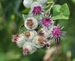 In the wildlife grows burdock (Arctium)
