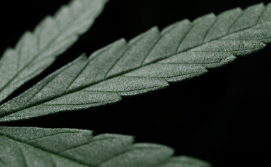 macro leaf cannabis background