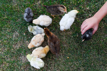 Baby Chickens in a huddle with a sweet little hand