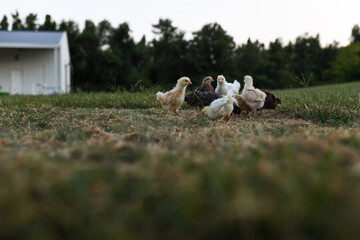 Baby Chickens on the farm 