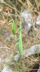 praying mantis on grass
