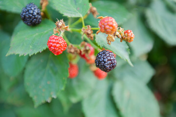 Organic blackberry fruit in eco garden