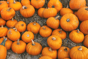 Pumpkin autumnal background with many pumpkins