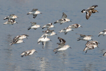 Bécasseaux Sanderling