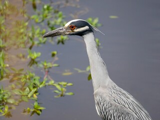 great blue heron