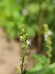 flowers in a garden