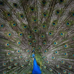 Obraz premium Beautiful colorful peacock 