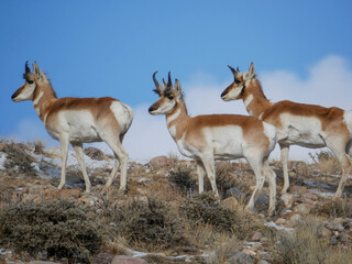 antelope in the wild