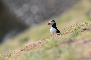 Puffins on Skomer Island, Pembrokeshire
