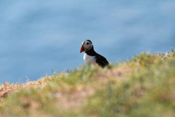 Puffins on Skomer Island, Pembrokeshire