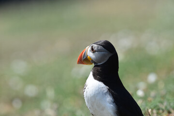 Puffins on Skomer Island, Pembrokeshire